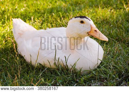 Mulard Duck Sitting In The Green Grass