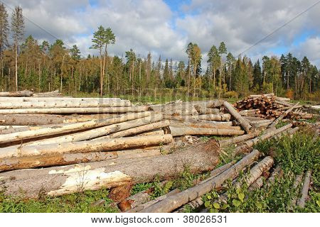 Raccolta del legno