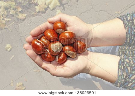Conker in palme