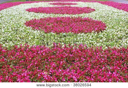 Fiori rossi e bianchi di Begonia
