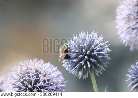 Bee on a Globe thistle flowers also known as  spiky echinops in blue and green.