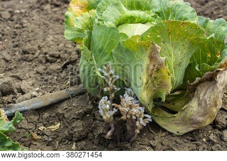 The Plant Is A Parasite Orobanche. Parasite On Cabbage Plants