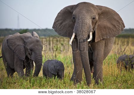 African Elephant