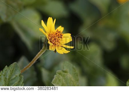 Close Up Of Beautiful Little Yellow Star Or Yellow Button Flowers (scientific Name:melampodium Divar