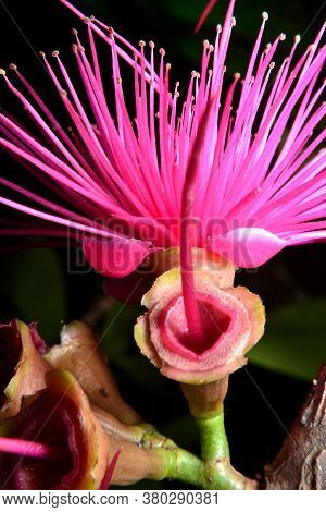 Its Common Names Include Red Watery Rose Apple Flower