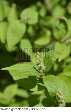 Fuzzy Deutzia Flore Pleno Flower Buds - Latin Name - Deutzia Scabra Flore Pleno