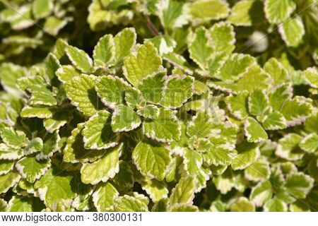 Swedish Ivy Marginatus - Latin Name - Plectranthus Forsteri Marginatus