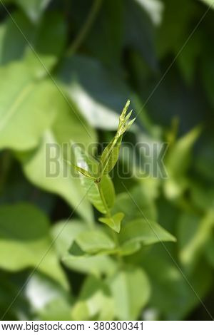 Grecian Silkvine Leaves - Latin Name - Periploca Graeca