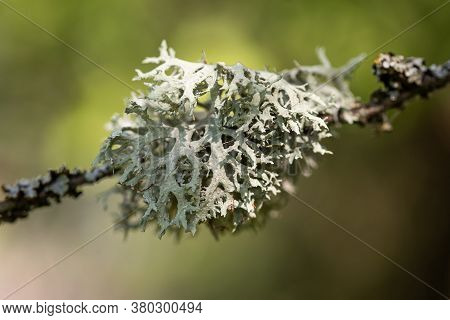Tree Moss (pseudevernia Furfuracea) Growing On The Twig Of A Tree