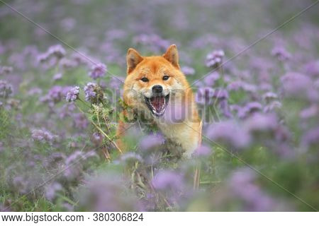 Crazy And Happy Red Shiba Inu Dog Running In The Violet Flowers Field. Phacelia Blossoms. Beautiful 