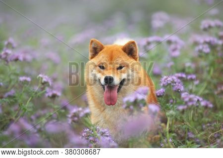 Gorgeous And Happy Red Shiba Inu Dog Posing In The Violet Flowers Field. Phacelia Blossoms. Beautifu