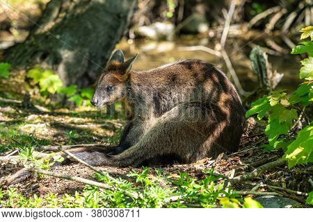 The Agile Wallaby, Macropus Agilis Also Known As The Sandy Wallaby Is A Species Of Wallaby Found In 