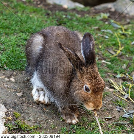 Mountain Hare, Lepus Timidus, Also Known As The White Hare With Brown Hair In Summer