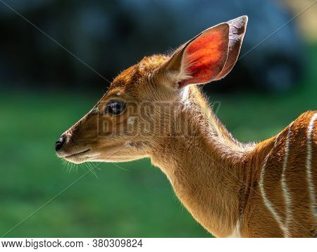 A Young Baby Nyala. Tragelaphus Angasii Is A Spiral-horned Antelope Native To Southern Africa. It Is
