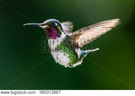 Hummingbird(trochilidae)flying Gems Ecuador Costa Rica Panama.south America.