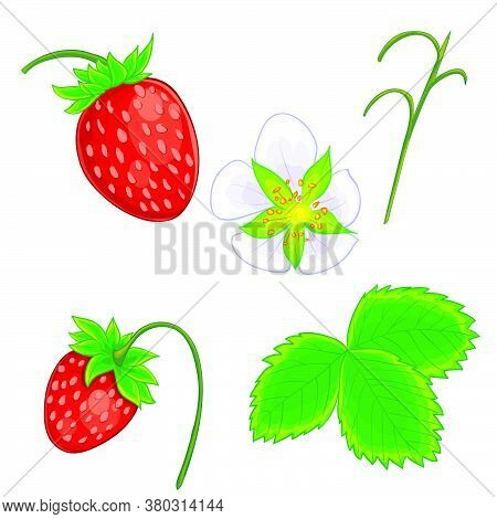Set Of Wild Strawberries From Berries, Flower, Leaves And Branches, Isolated Object On White Backgro