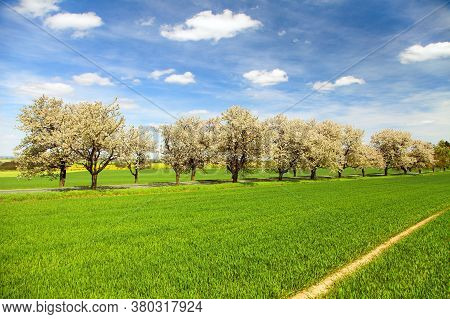 Road, Field And Alley Of Flowering Cherry Trees In Latin Prunus Cerasus With Beautiful Sky. White Co