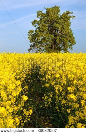 Field Of Rapeseed, Canola Or Colza In Latin Brassica Napus With Path Way And, Lime Tree Springtime G