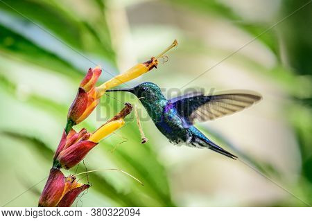 Green Violet-ear Hummingbird (colibri Thalassinus) In Flight Isolated On A Green Background In Costa