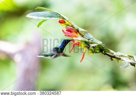 Best Humminbird From Ecuador In The Flight, Wildlife From Tropic Jungle. Wildlife Scene From Nature.