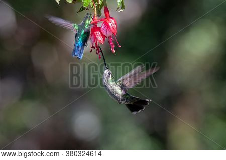 Best Humminbird From Ecuador In The Flight, Wildlife From Tropic Jungle. Wildlife Scene From Nature.