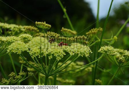 Flower Chafers Eating Nectar Of White Flower. Scarabaeidae Family.