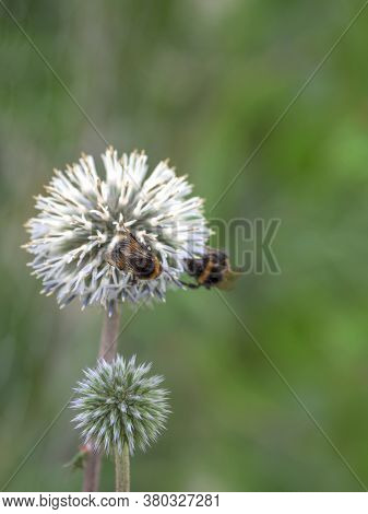 Echinops Ritro Flower With Honeybee At Green Background. Soft Focus, Copy Space.