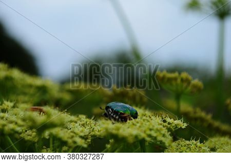 Flower Chafers Eating Nectar Of White Flower. Scarabaeidae Family.