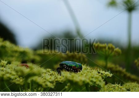 Flower Chafers Eating Nectar Of White Flower. Scarabaeidae Family.
