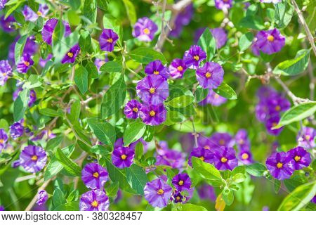 Purple flowers of Lycianthes rantonnetii