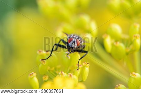 Macro Shot Of Flesh Fly On The Leaf. Sarcophagidae.