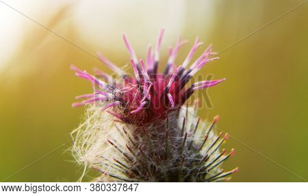 Macro Shot Of Greater Burdock. Arctium Lappa.
