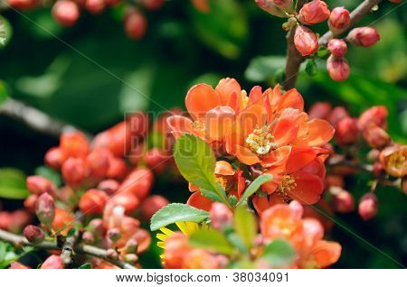 Quince japonský (Chaenomeles), květy keř na jaře