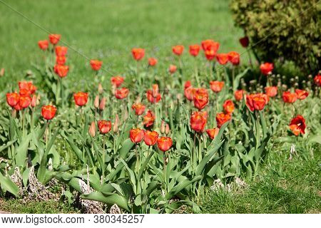 Planation Of Red Tulips On Sunny Day. Spring Flowers Blooming In The Garden. Beautiful Floral Backgr