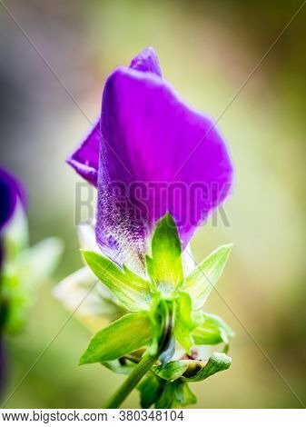 Blossoming Purple Garden Pansy (viola Wittrockiana) With Blur Background