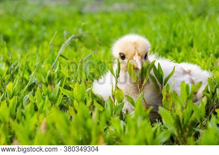 Naked Neck Chicken On The Farm. Little Yellow Chicken On Green Grass In A Field. Close Up Naked Neck