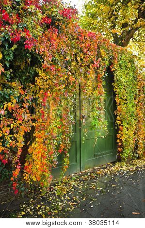 Creeper colorato Virginian cresce sopra un muro In autunno
