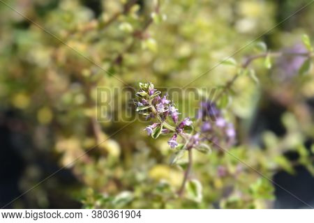 Foxley Thyme Leaves - Latin Name - Thymus Pulegioides Foxley