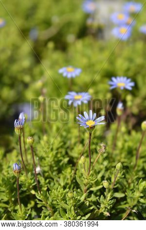 Blue Daisy Felicitara Blue - Latin Name - Felicia Amelloides Felicitara Blue