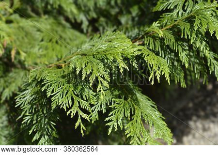 Western Red Cedar Branch - Latin Name - Thuja Plicata