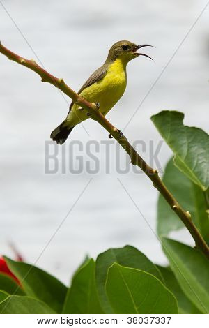 Olive Backed Sunbird - Female