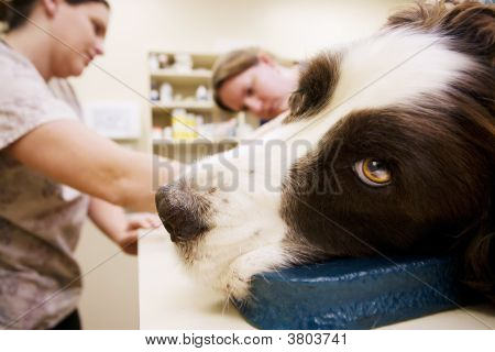 Veterinary Assistants And Dog