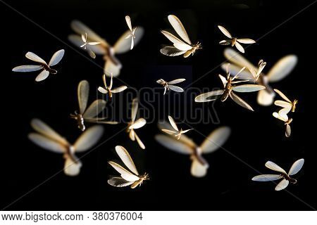 Blurred Of Mayfly Flying Light Playing Night Time