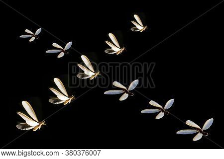 Blurred Of Mayfly Flying Light Playing Night Time