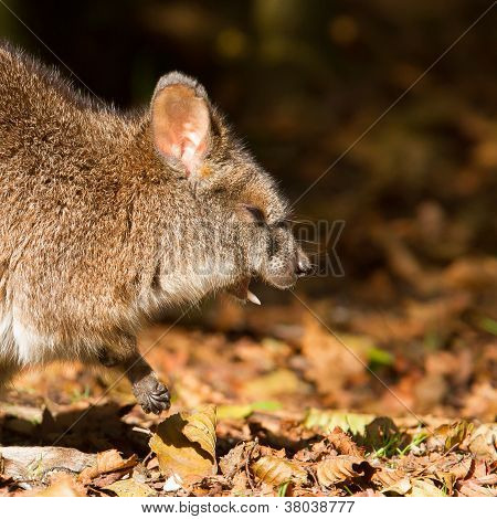 Close-up Of A Yawning Parma Wallaby