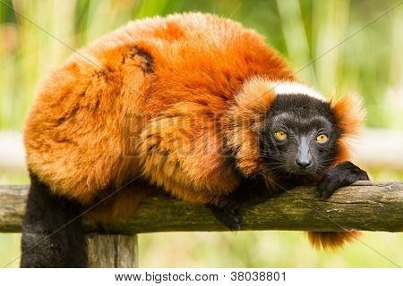 Red-bellied Lemur (eulemur Rubriventer)