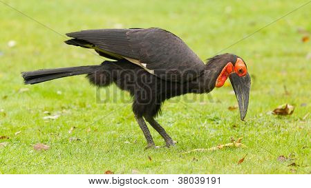 Southern Ground Hornbill (bucorvus Leadbeateri)