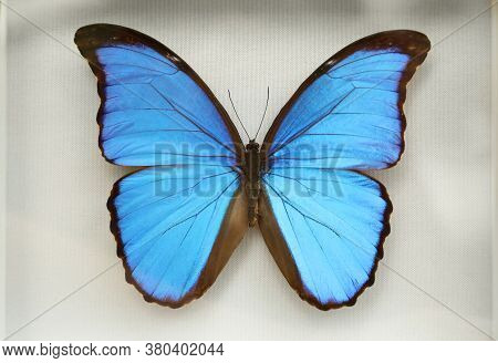 Beautiful Exotic Blue Butterfly On White Background