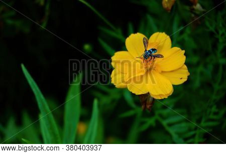 Neon Cuckoo Bee Aka Thyreus Nitidulus Drinking Nectar From A Yellow Cosmos Flower