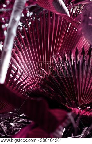 Large Palm Leaf In Magenta Color Of The Sabal Minor Family